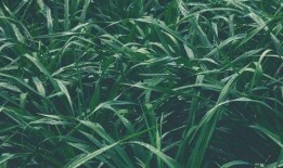 青青青草国产视频,国产视频中的青春记忆与成长轨迹